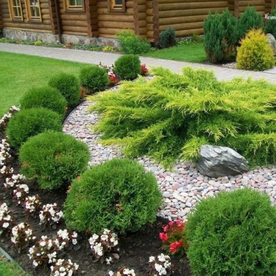 Клён Глобозум в живой изгороди