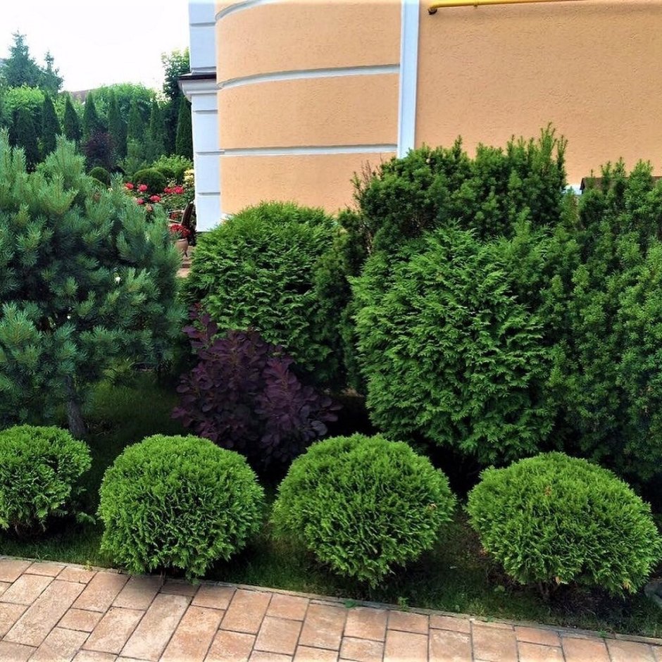 Катальпа бигнониевидная Нана