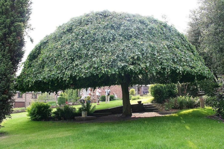 Штамбовая гортензия метельчатая