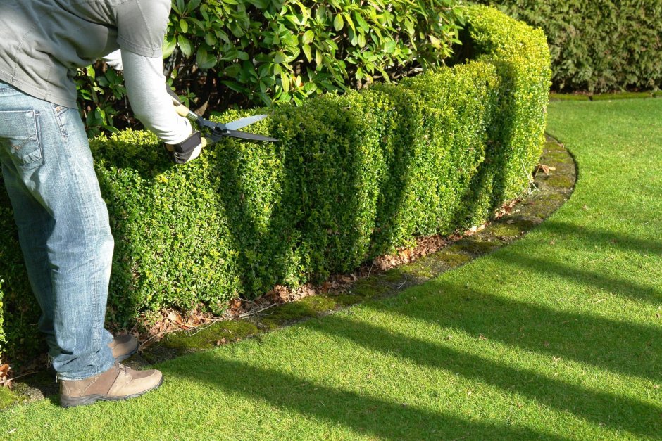 Пальметта дерево