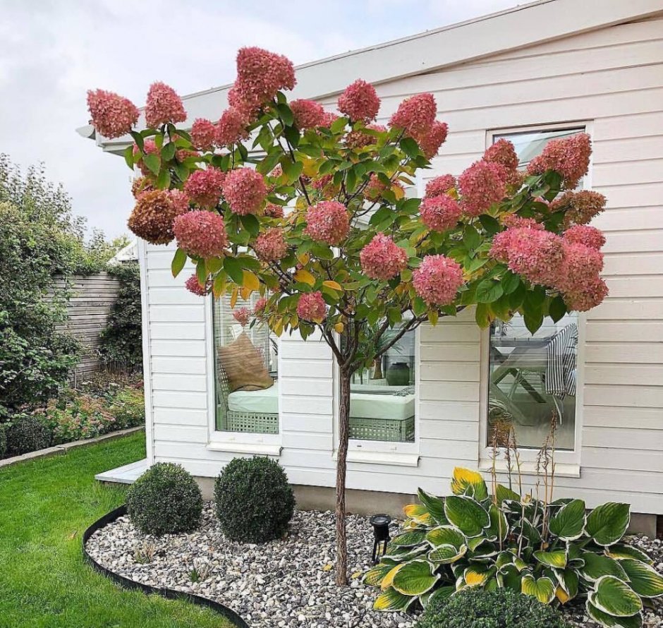 Береза штамбовая плакучая