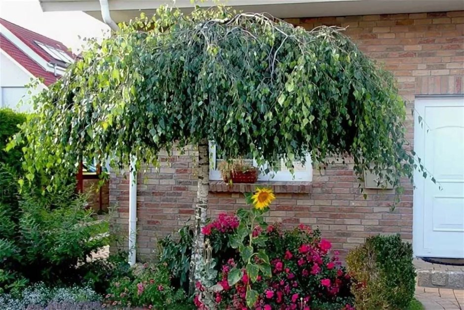 Сирень Палибин на штамбе