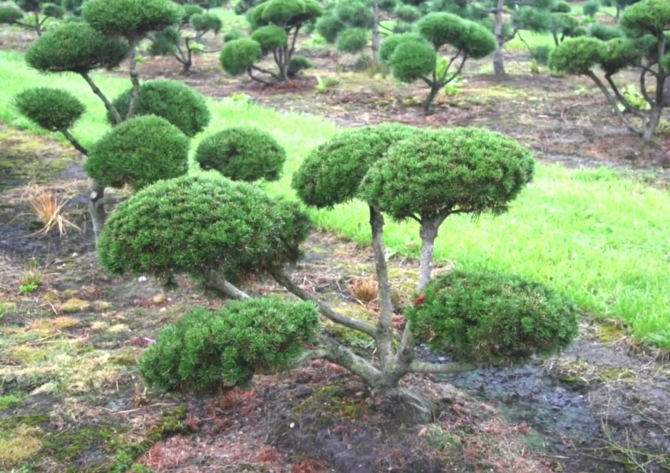 Сосна Горная Коника