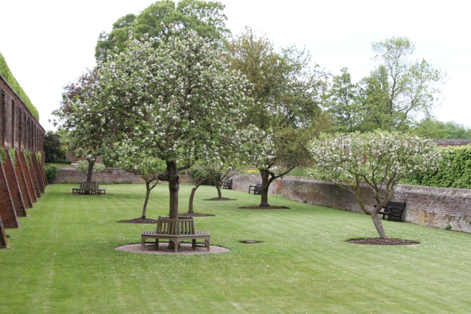 Ель Хупси на штамбе