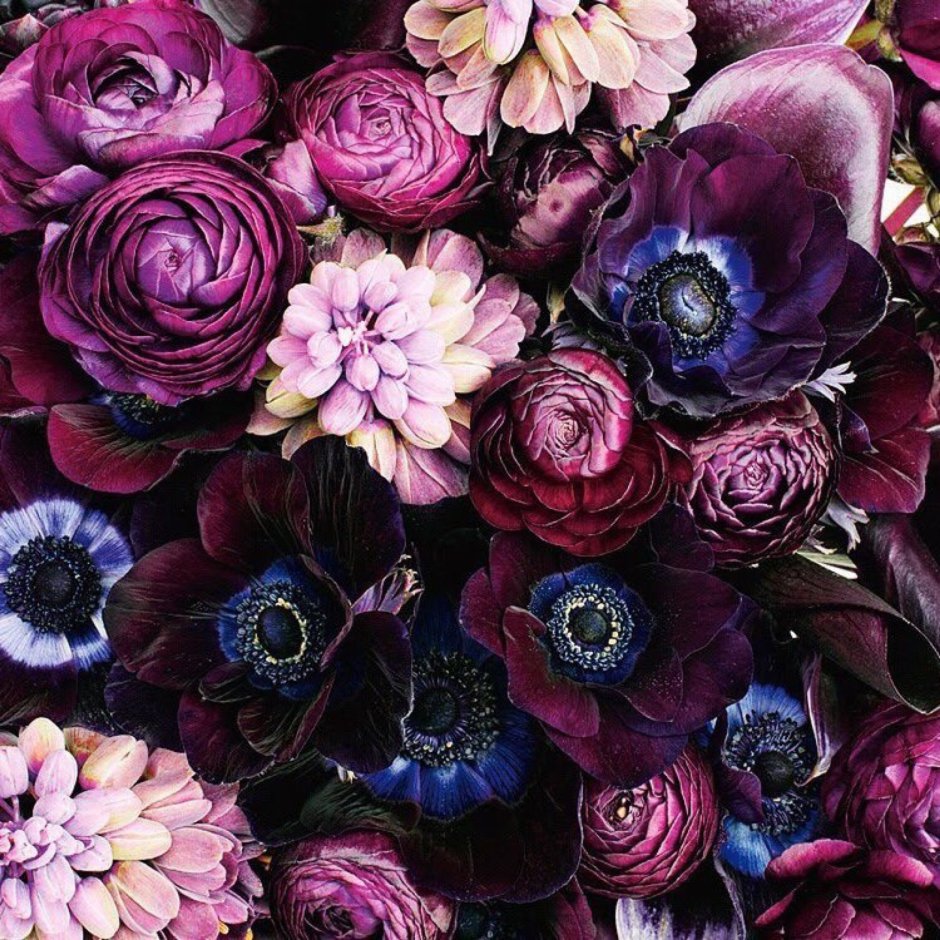 Пионы темные