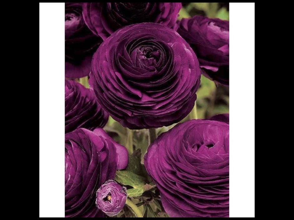 Цветовые Палитры Пурпл