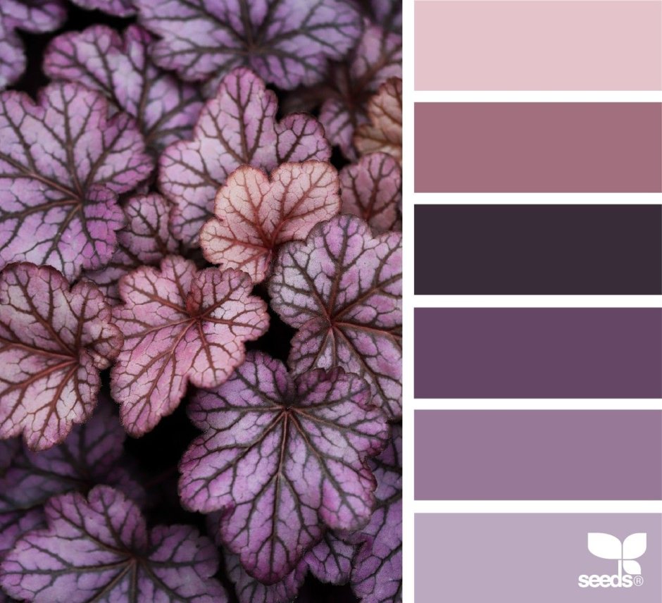 Палитры Сидс фиолетовые