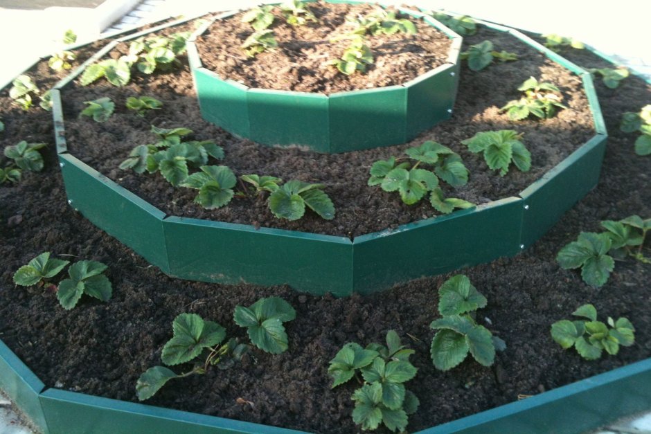 Клубника в круглой клумбе