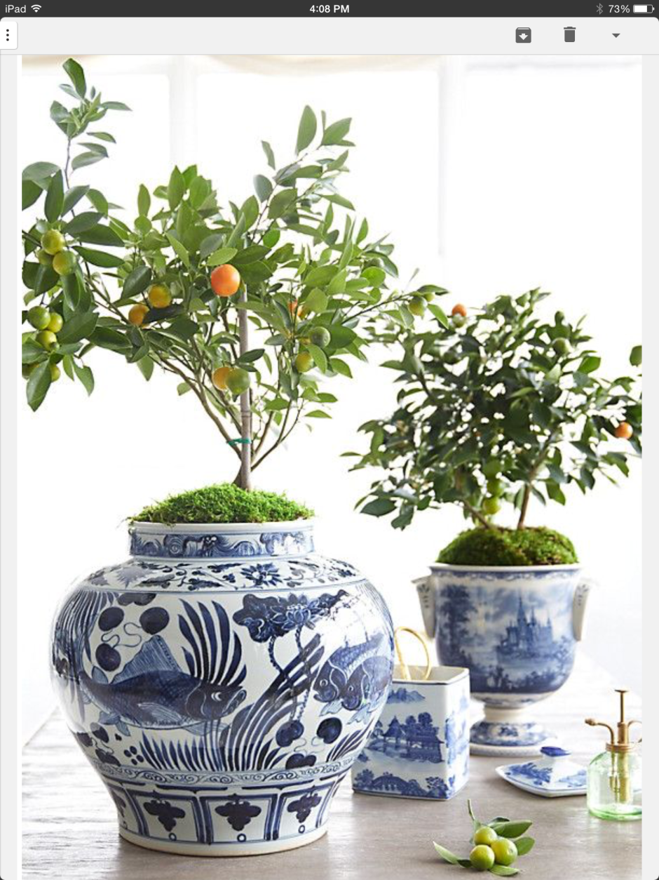 Суккуленты в кашпо