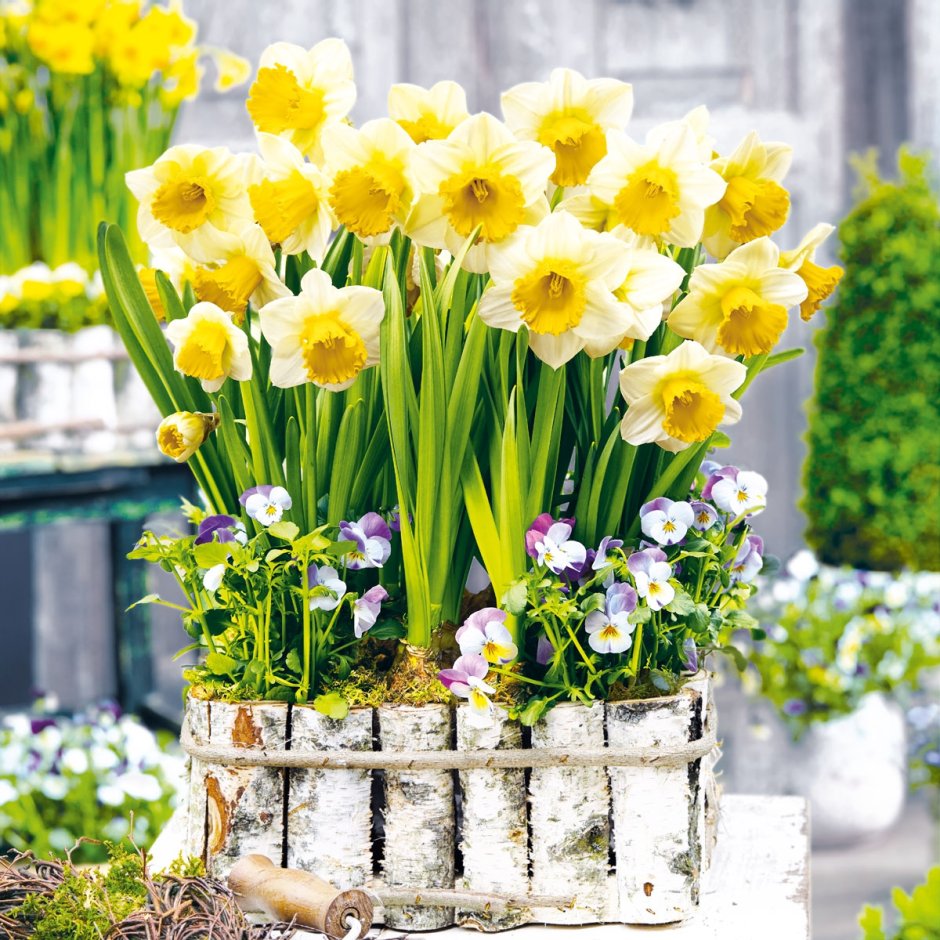 Нарцисс из холодного фарфора