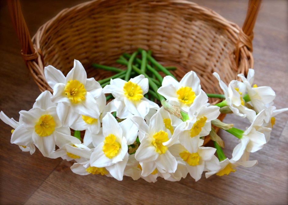 Нарцисс искусственный в горшке