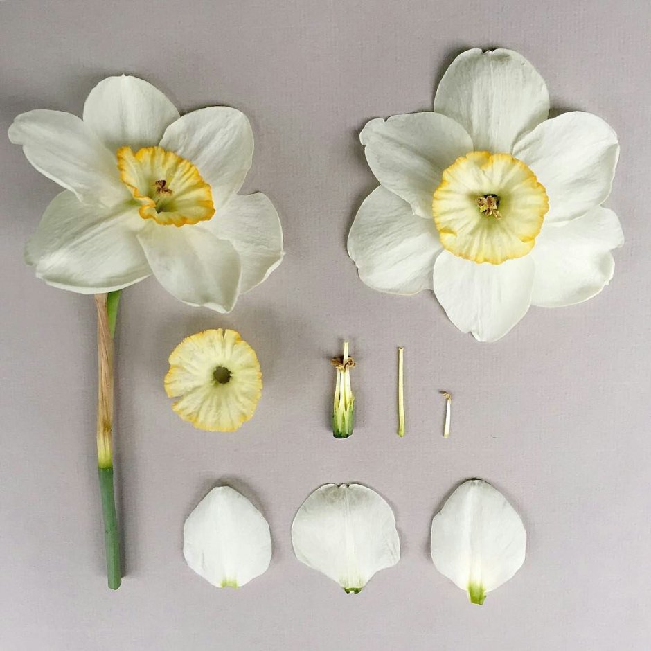 Ромашка Василёк Нарцисс тюльпан