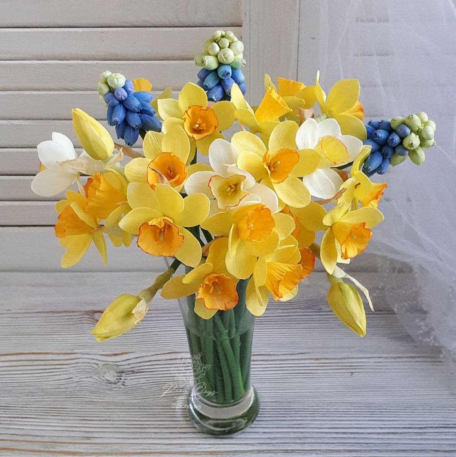 Нарцисс на белом фоне