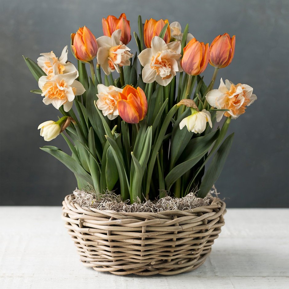 Искусственные нарциссы