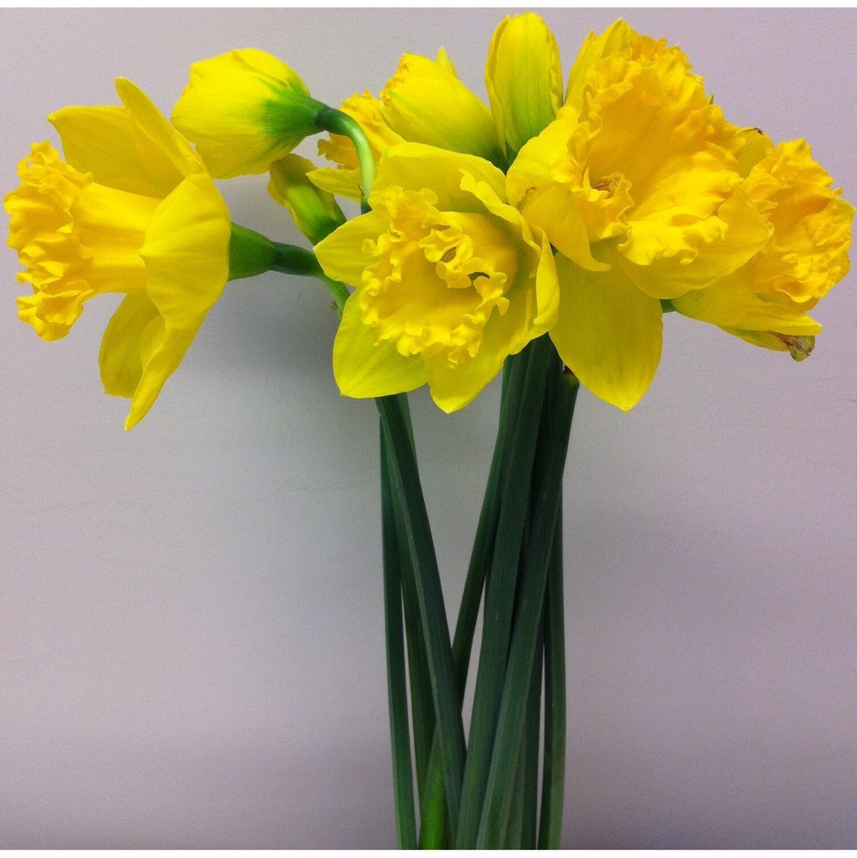 Нарцисс цветок