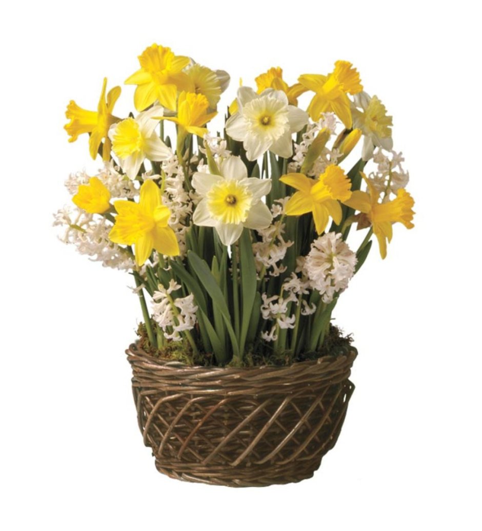 Интерьерные цветы