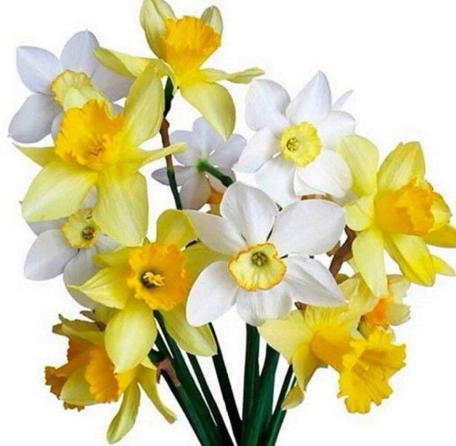 Букеты кусты цветы