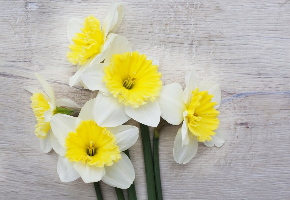 Желтые нарциссы букет