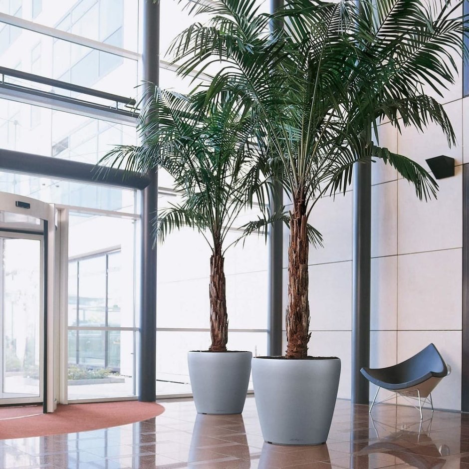 Фитодизайн монстера