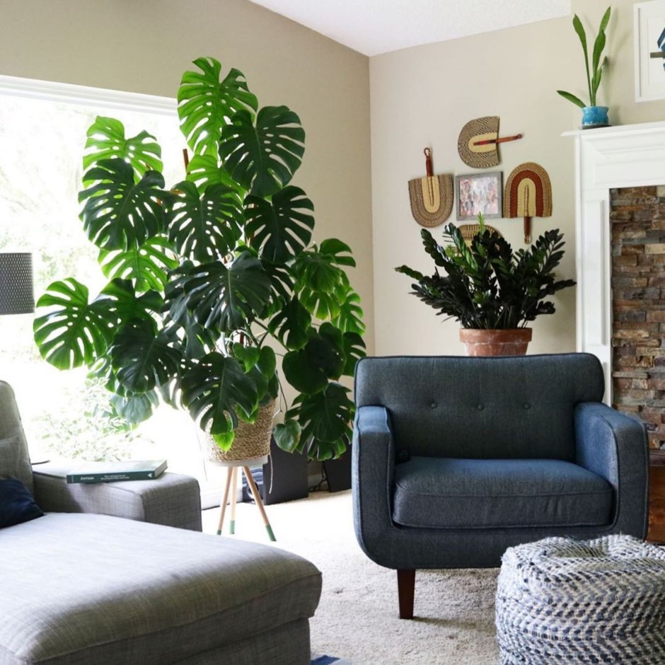 Пальма Арека Хризалидокарпус