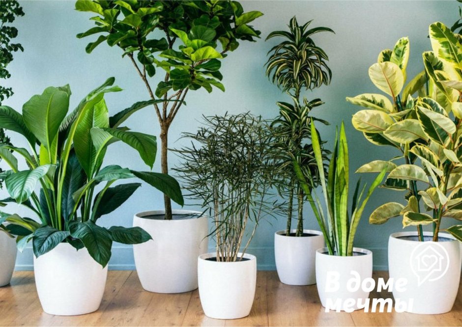 Комнатные растения