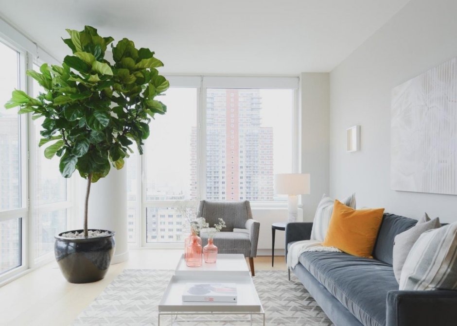 Тропическое домашнее растение