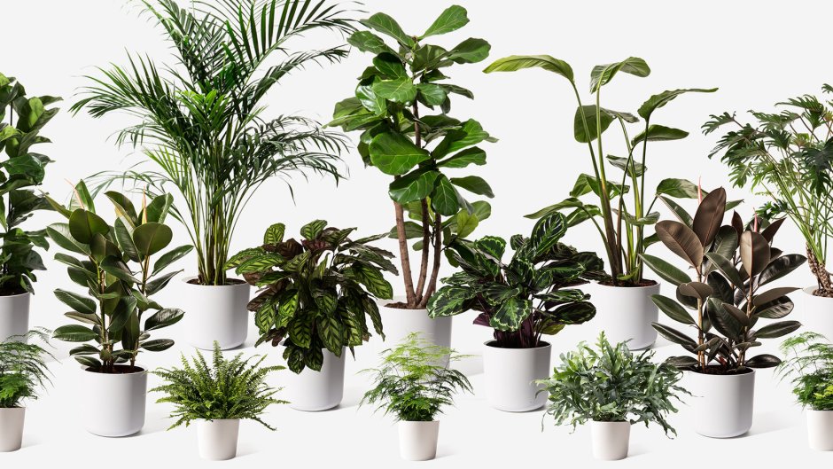 Напольный цветок сбоку