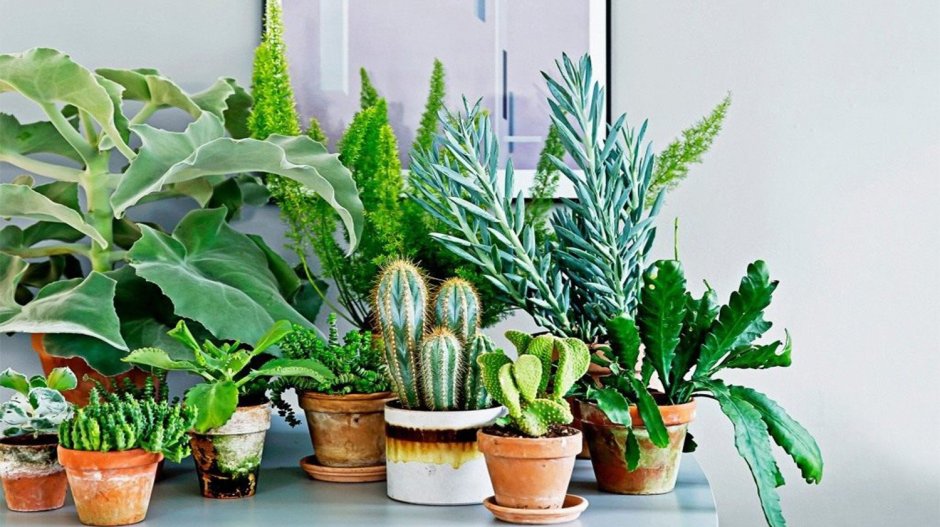 Растение houseplants d8 h35