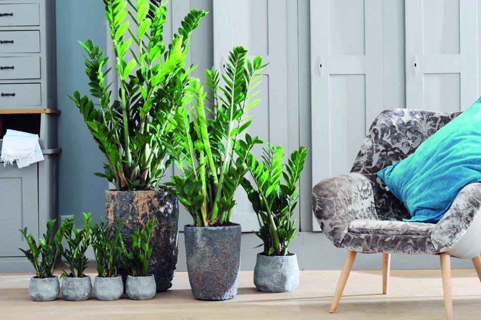 Тенелюбивые комнатные растения монстера