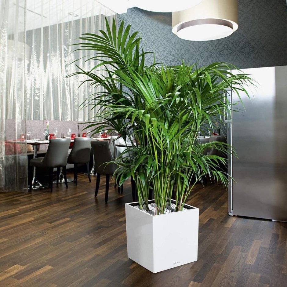 Размещение цветов в квартире