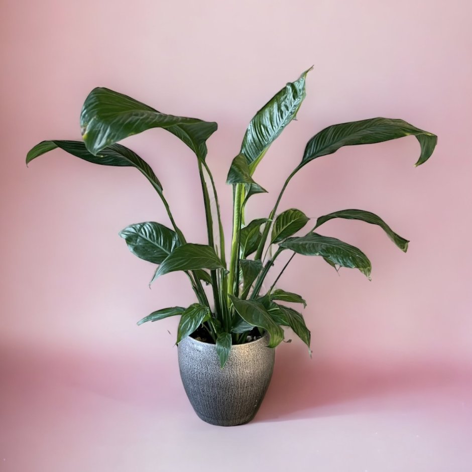 Композиции из комнатных растений