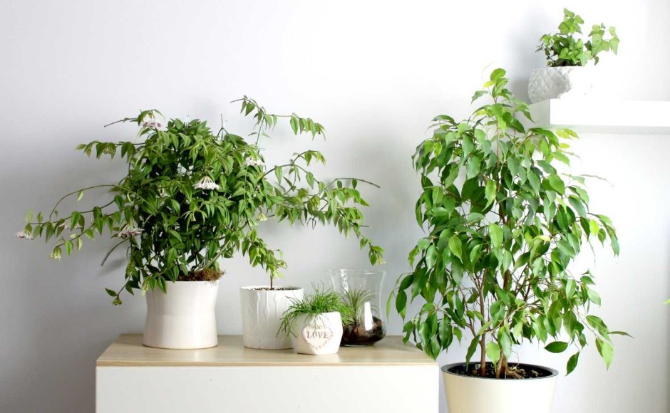 Фикус лирата в Lechuza