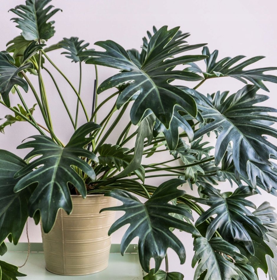 Растения очистители воздуха