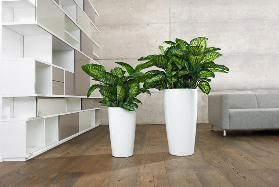 Фикус Бенджамина