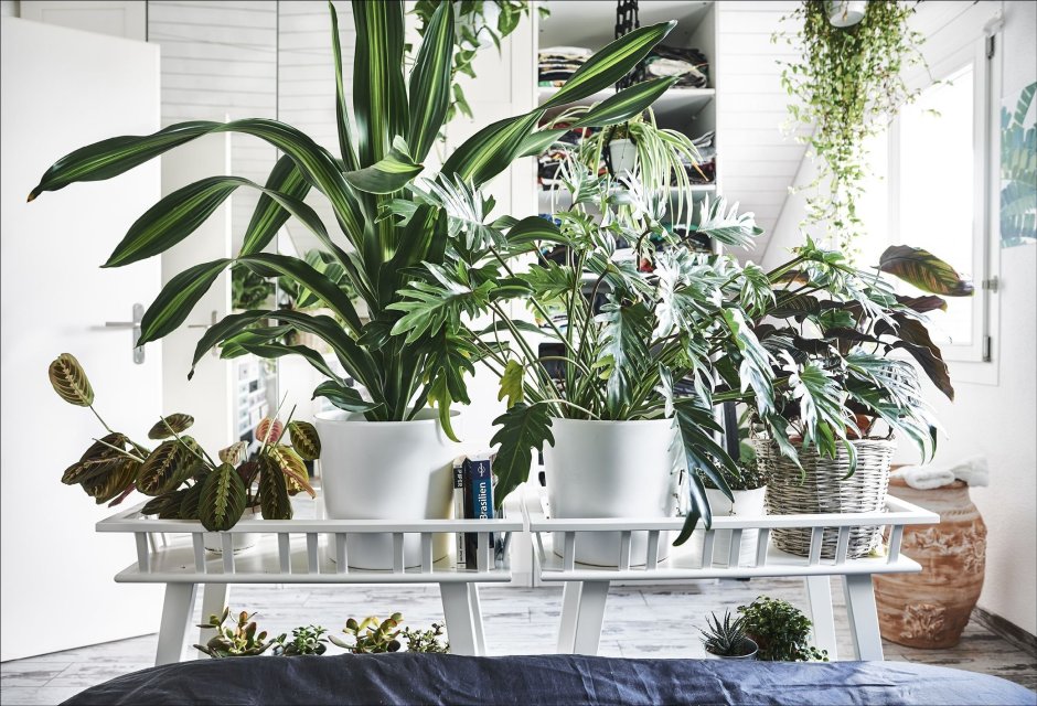 Напольные комнатные растения