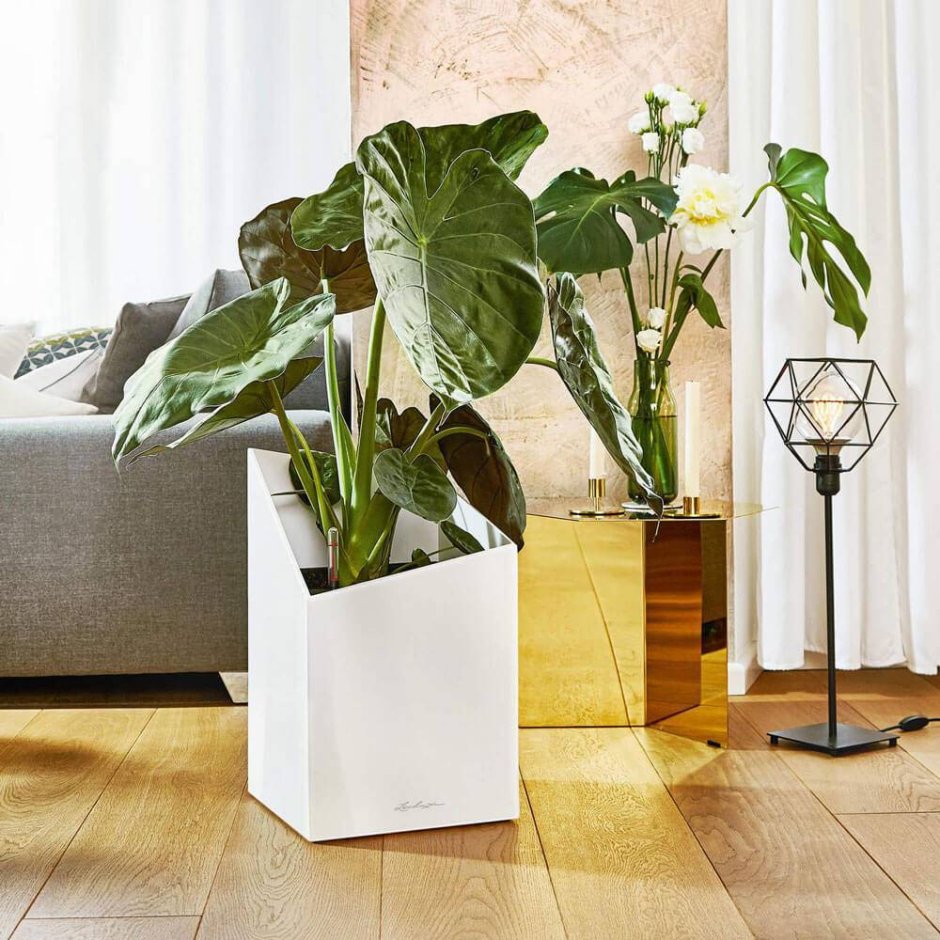 Нолина в кашпо