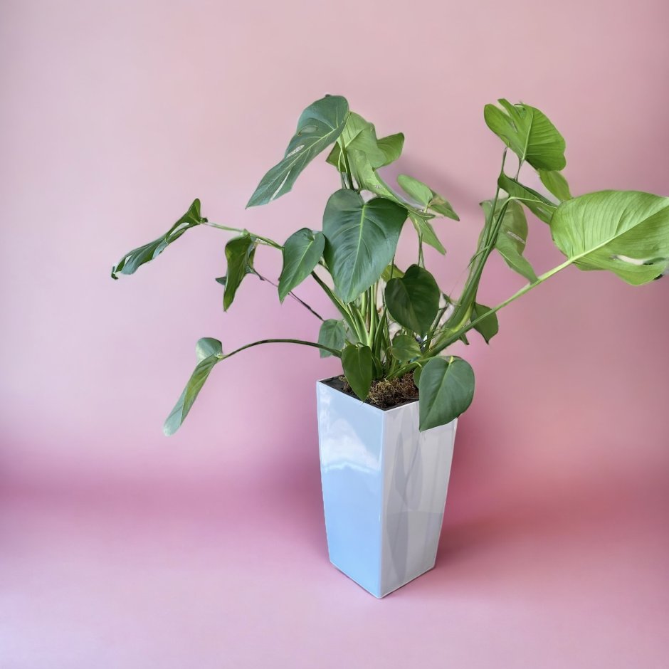 Хризалидокарпус Lechuza