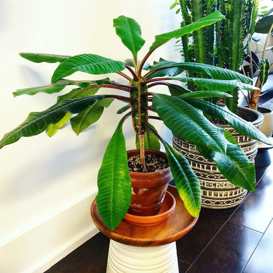 Замиокулькас гигантский