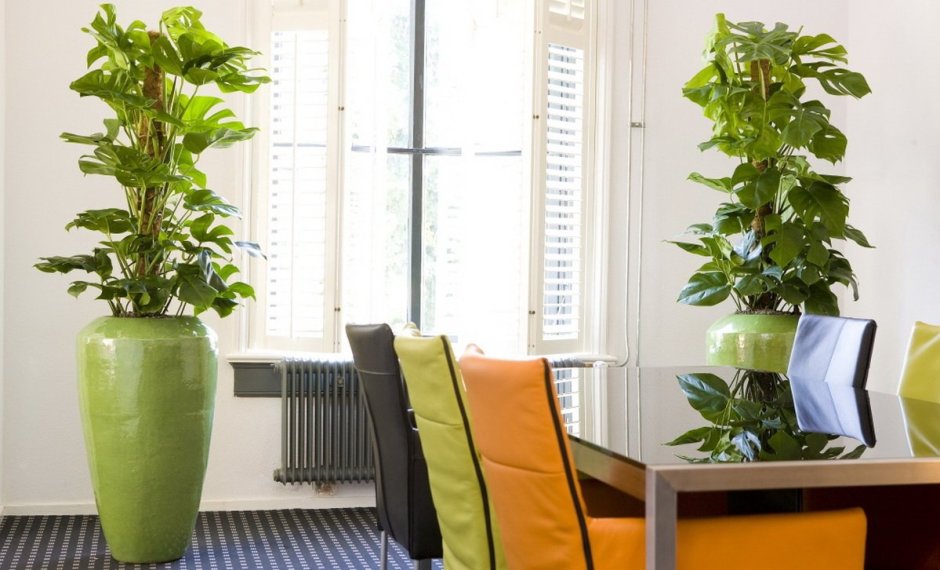 Растения в интерьере