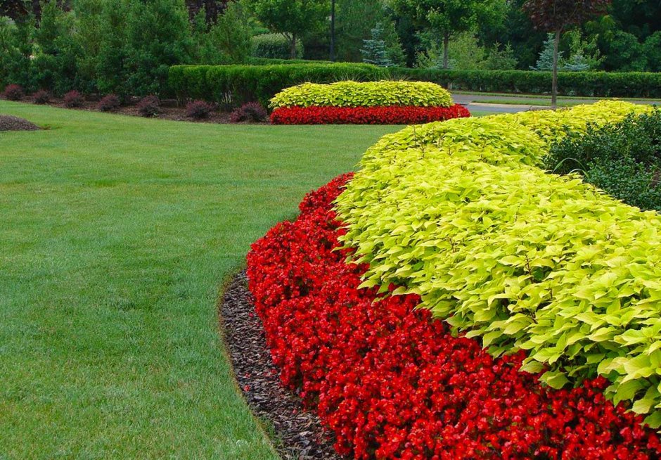 Кохия бегония цинерария