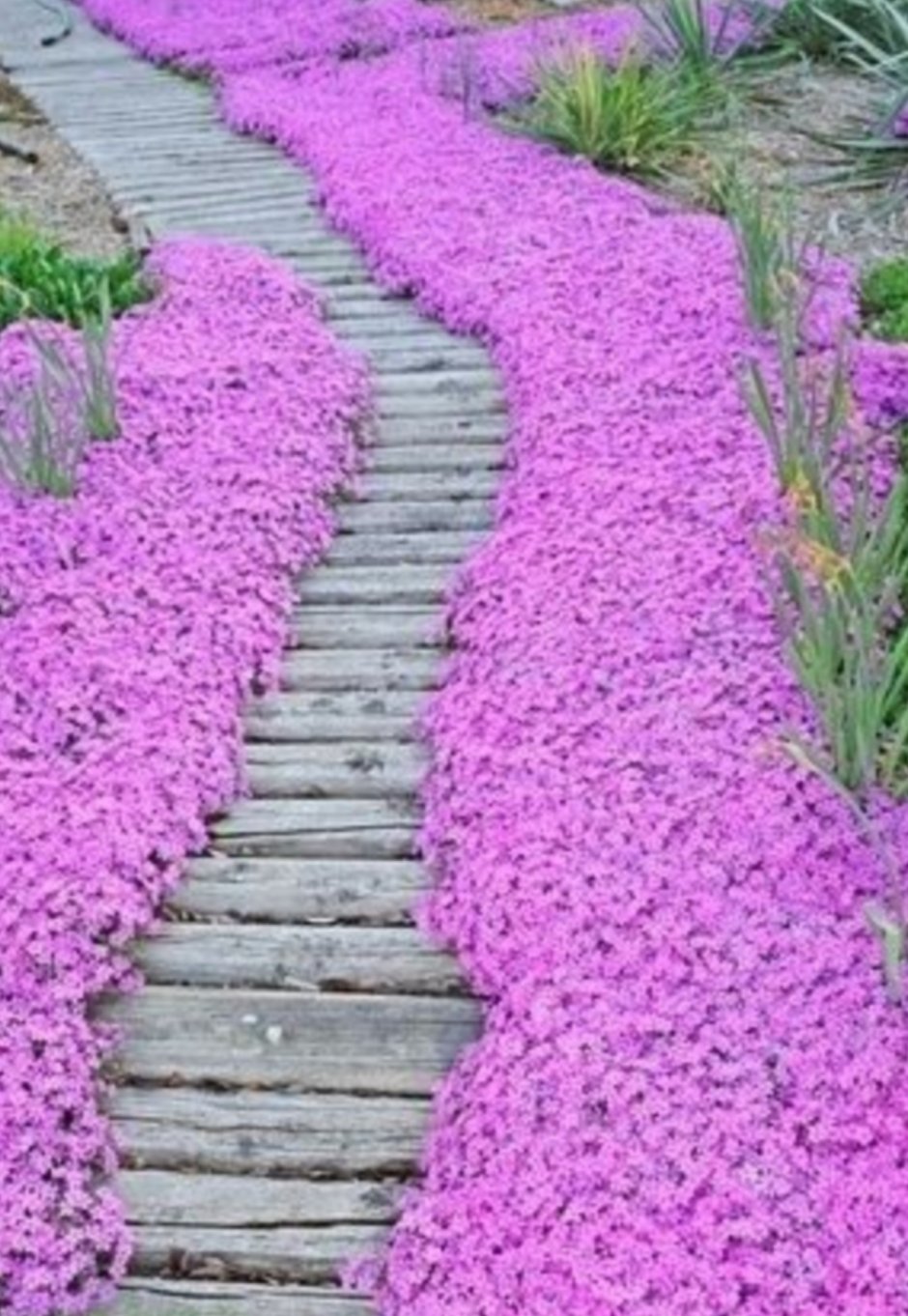 Бордюрные многолетники низкорослые