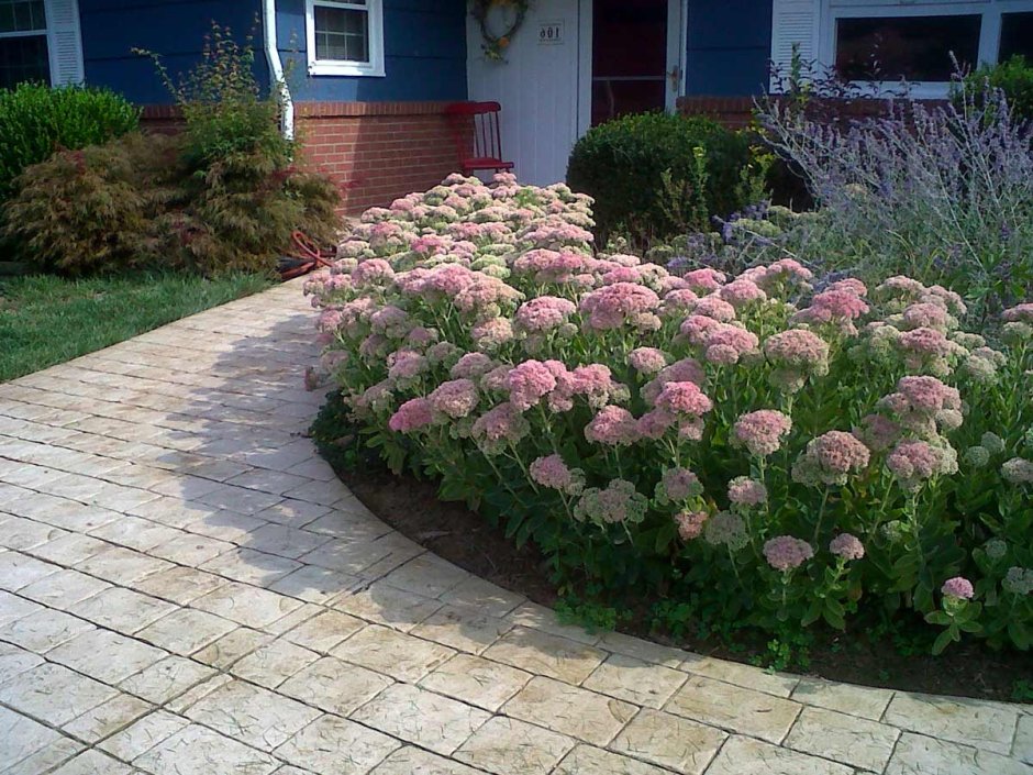 Очиток Видный бордюр