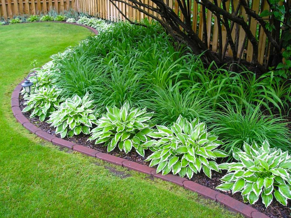 Хоста лилейник миксбордер