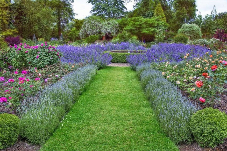 Бордюрные растения многолетники низкорослые