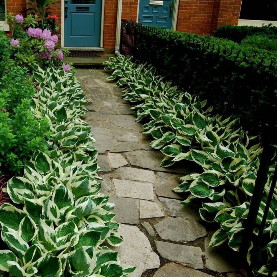 Хоста белоокаймленная в бордюре