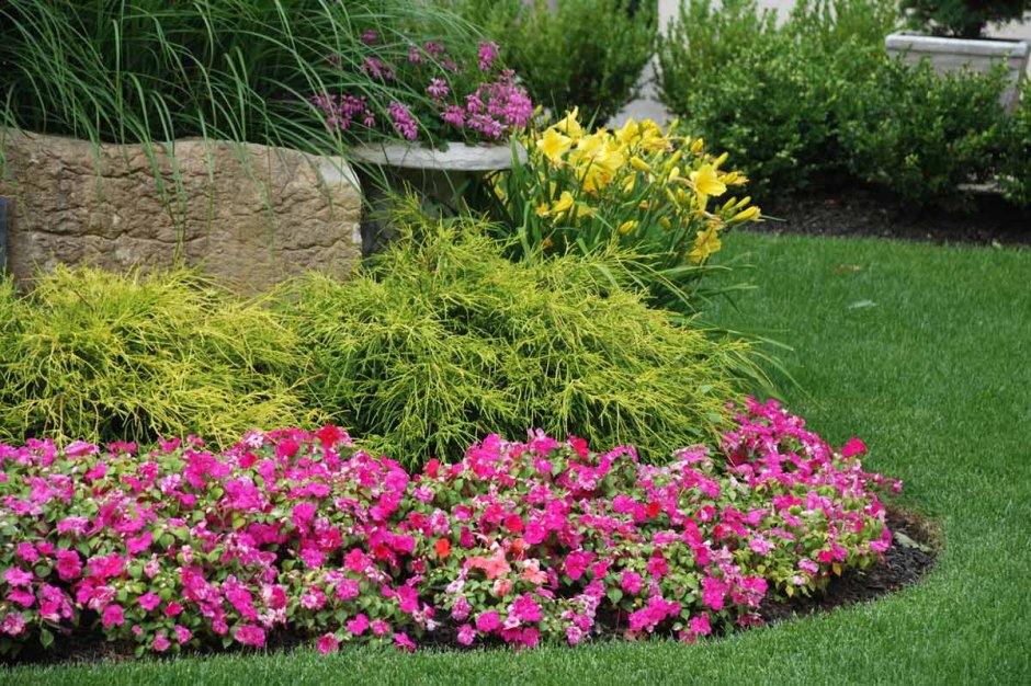 Рабатка Тунберга многолетник