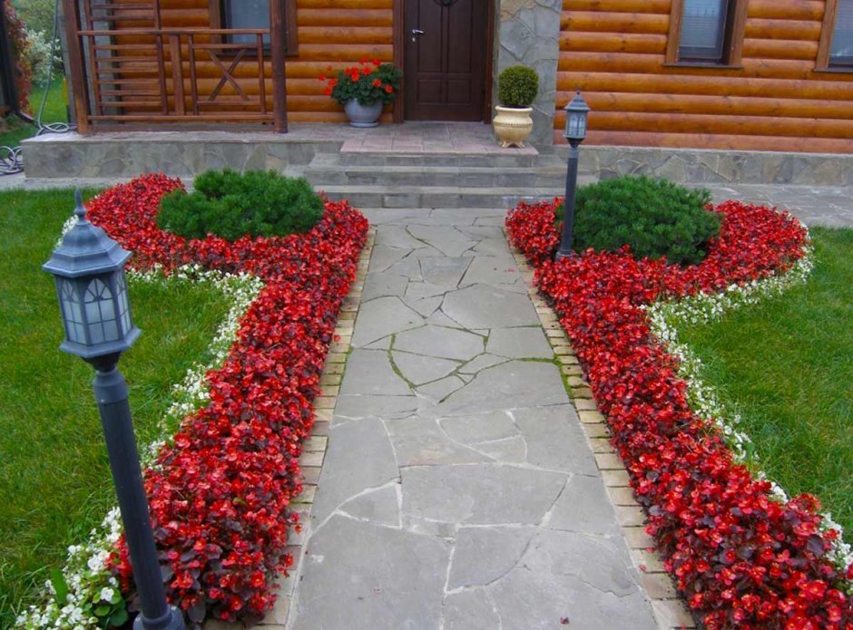 Рабатка Тунберга однолетник