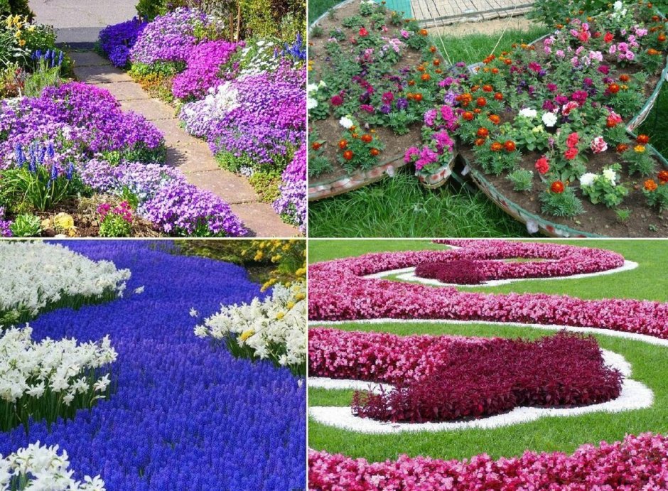 Бордюрные однолетники низкорослые