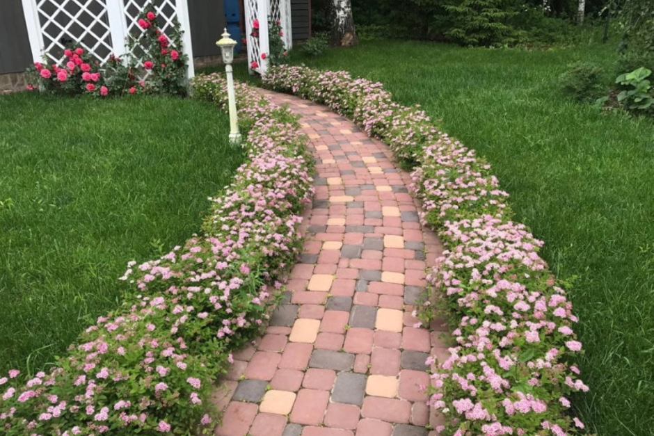 Спирея японская бордюрная