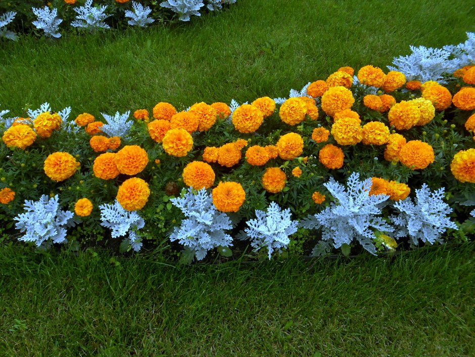 Эшшольция бархатцы Сальвия цинерария рабатка